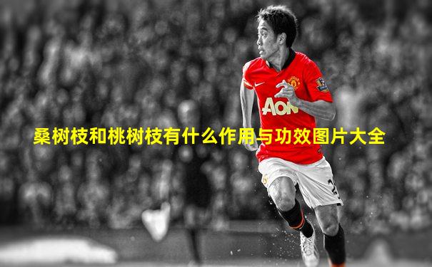 桑树枝和桃树枝有什么作用与功效图片大全