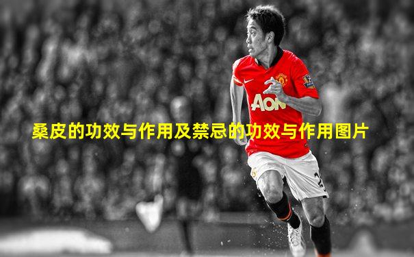 桑皮的功效与作用及禁忌的功效与作用图片