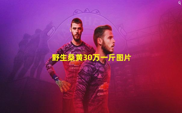 野生桑黄30万一斤图片
